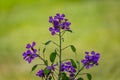 A close up of purple honesty flowers in the spring sunshine