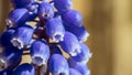 Close up of a purple hyacinth Royalty Free Stock Photo