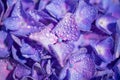 Close up of a purple hydrangea flower with dew drops