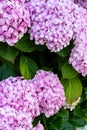 Close-up of purple hydrangea flowers, with bokeh background, vertical, Royalty Free Stock Photo