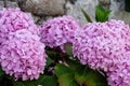 Close-up of purple hydrangea flowers in garden, with bokeh background Royalty Free Stock Photo