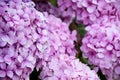 Close-up of purple hydrangea flowers, with selective focus, horizonta Royalty Free Stock Photo