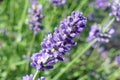 Close-up of a purple inflorescences of lavender Lavandula angustifolia on green-purple blurred background.