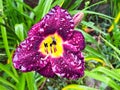 Close-up of purple iris against green leaves. Selective focus Royalty Free Stock Photo