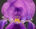 Close up of a purple iris covered in fine water droplets or water spray Royalty Free Stock Photo