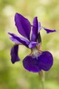 Close up of an purple Iris flower in full bloom Royalty Free Stock Photo