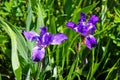 Close up of purple iris flowers