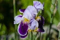 Close up of purple iris flowers. Lot of irises. Large cultivated flowers of bearded iris