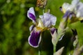 Close up of purple iris flowers. Lot of irises. Large cultivated flowers of bearded iris