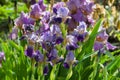 close up of purple iris flowers, variety