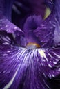 Close Up View of the Center of a Purple Iris Flower Royalty Free Stock Photo