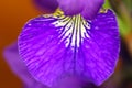 Iris sanguinea Royalty Free Stock Photo