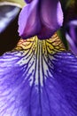 Iris sanguinea Royalty Free Stock Photo
