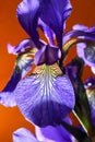 Iris sanguinea Royalty Free Stock Photo