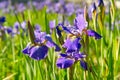 Close up of purple Japanese iris flowers. Blue flower irises- nature summer sunny background. Soft focus with bokeh. Royalty Free Stock Photo