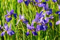 Close up of purple Japanese iris flowers. Blue flower irises- nature summer sunny background. Soft focus with bokeh. Royalty Free Stock Photo