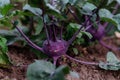 Close-up of purple kohlrabi growing in the garden.