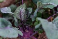 Close-up of purple kohlrabi growing in the garden.