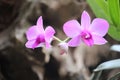 Close up of a purple Larat orchid whose Latin name is Dendrobium bigibbum var. schoederianum in bloom with a blurred background