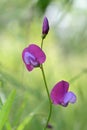 Close-up of purple Lathyrus flower