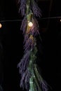 Close-up of Purple Lavender Bunches Hanging to Dry with String Lights Royalty Free Stock Photo