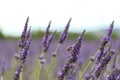 Close-up of purple lavender flowers with bee, sustainable agriculture fields in Provence, France