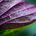 Close Up Of A Purple Leaf: Organic Architecture And Eco-friendly Craftsmanship
