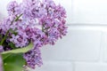 Close-up of purple lilac branch on background of white brick wall. Sunny spring day. Branches of blooming lilac flowers, decor ide Royalty Free Stock Photo