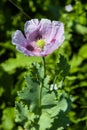 Close up of purple and lilac oriental poppy flower. Close-up of lilac poppies on a green background in sunlight. Royalty Free Stock Photo