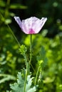 Close up of purple and lilac oriental poppy flower. Close-up of lilac poppies on a green background in sunlight. Royalty Free Stock Photo