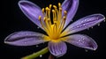 Close-up of a purple lily with golden stamens and water droplets