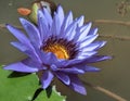 Close-up of a Purple Lily