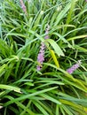 Lilyturf Blossom With Green Leaves Royalty Free Stock Photo