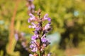 Close-up purple little flowers with bee in the country house Royalty Free Stock Photo