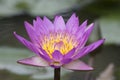 Close up purple lotus at Bogor botanical garden Royalty Free Stock Photo