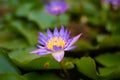 Close up purple lotus flower blooming with yellow pollen and green leaves in pond. Aquatic plant for garden decoration Royalty Free Stock Photo