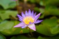Close up purple lotus flower blooming with yellow pollen and green leaves in pond. Aquatic plant for garden decoration Royalty Free Stock Photo