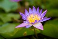 Close up purple lotus flower blooming with yellow pollen and green leaves in pond. Aquatic plant for garden decoration Royalty Free Stock Photo