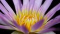 purple and yellow colorful waterlily lotus flower, macro photography
