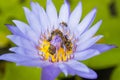 close up purple lotus flower has pollen particles from the middle of flowers with a group of bees