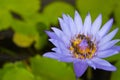 Close up purple lotus flower has pollen particles from the middle of flowers with a group of bees inside copy space