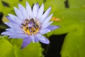 Close up purple lotus flower has pollen particles from the middle of flowers with a group of bees inside