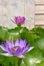 Close up of purple lotus flower with several bees piled pollinating