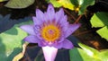 Close-up purple lotus flower or water lily in the pond Royalty Free Stock Photo