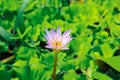 Close up purple lotus or water lily flower blooming against with morning sun light in pond with green leaves background. Royalty Free Stock Photo