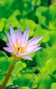 Close up purple lotus or water lily flower blooming against with morning sun light in pond with green leaves background. Royalty Free Stock Photo