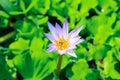 Close up purple lotus or water lily flower blooming against with morning sun light in pond with green leaves background. Royalty Free Stock Photo