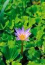 Close up purple lotus or water lily flower blooming against with morning sun light in pond with green leaves background. Royalty Free Stock Photo