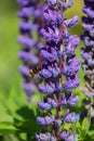 Close up of a purple lupin flower in the spring sunshine Royalty Free Stock Photo