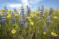 Close-up of purple lupine